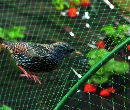 Birds protection net