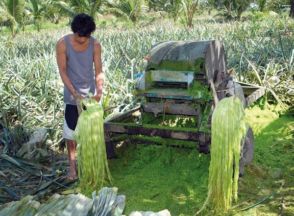 extraction of Pineapple Leaf Fiber