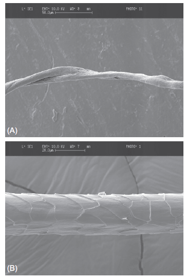 Typical low-magnification SEM images of (A) cotton and (B) wool.