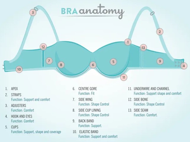 Bra Sizes And Types