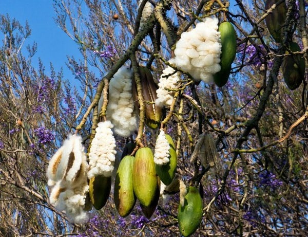 a) Kapok Fiber tree, (b) A kapok fruit, (c) KF fruit. Reprinted with