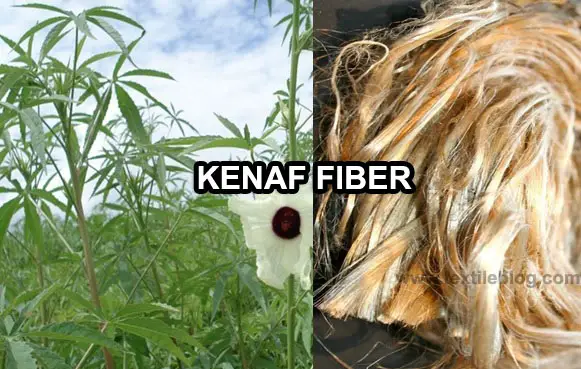 kenaf plant and fiber
