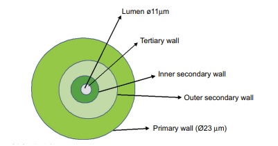 Sisal fiber cell wall arrangement