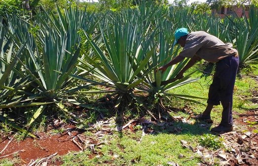 Sisal production