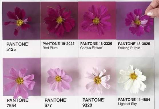 Pantone color