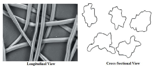 Longitudinal and cross sectional View of viscose