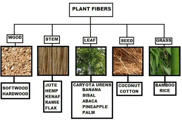 classification of plant fibres