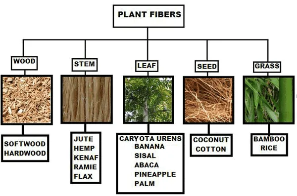 Plant Fibres: Properties, Types and Uses - Textile Blog