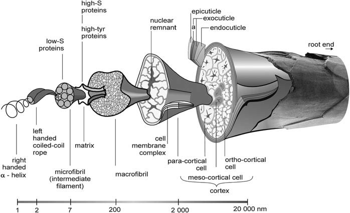 Schematic diagram of morphology structure of wool