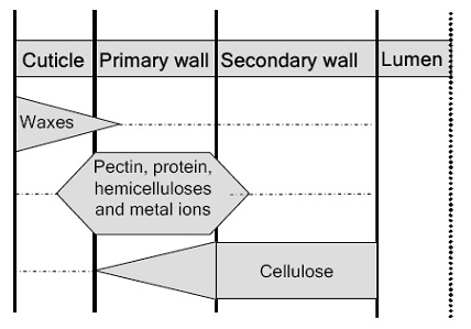 A Schematic Representation of the Cellulosic Materials in the Cotton Fiber