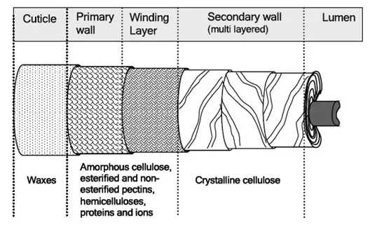 A schematic Representation of Mature Cotton Fiber Showing its Various Layers