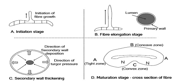 An illustration of various stages of cotton fiber