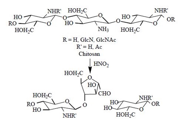 Chemical depolymerization of chitosan