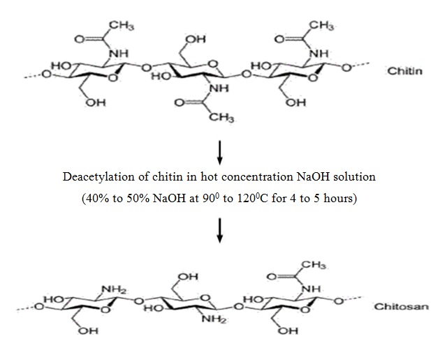 Chitosan from deacetylated Chitin