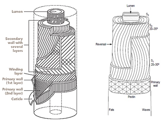 Fiber Macro Structure