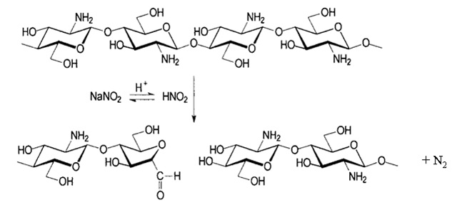 Degradation of chitosan by nitrous acid