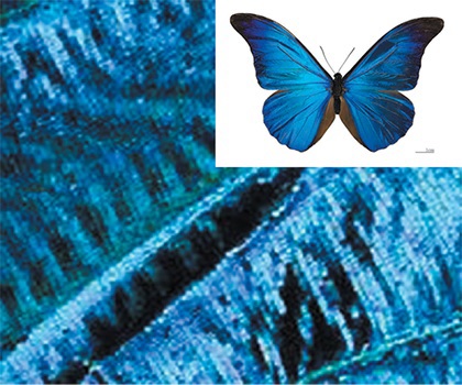 Butterfly Wings
