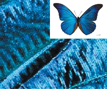 Cánh bướm