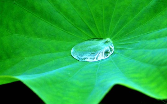 Lotus Leaf