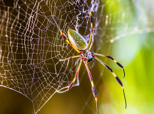 spider silk