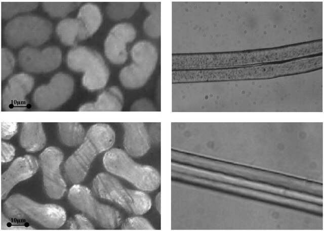 Microscopic and Longitudinal View of Acrylic Fiber