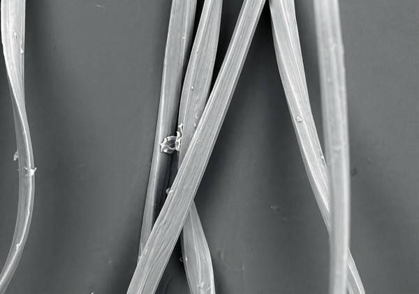 Longitudinal View of Textured Polyester