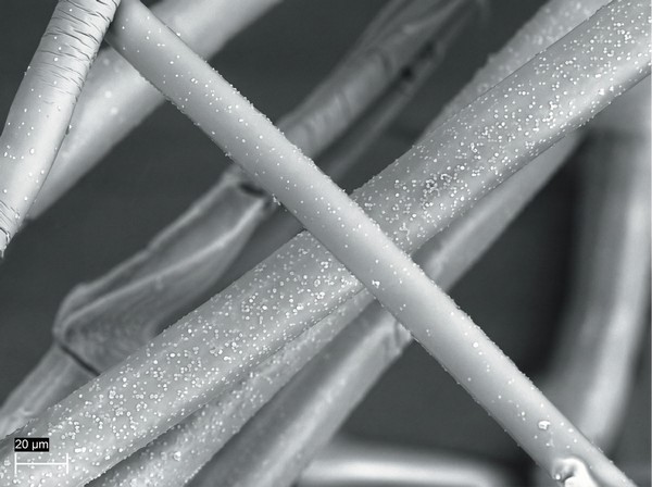 Longitudinal View of polyester