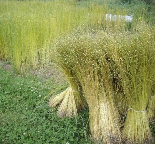 flax plant